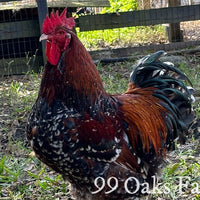 Jubilee Orpington - 99 Oaks Farm thumbnail