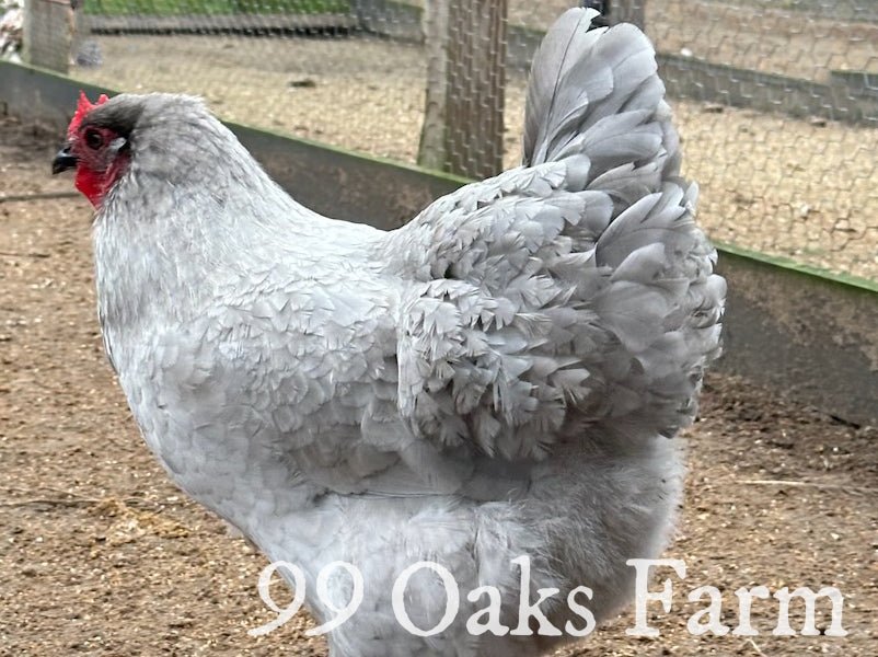 Lavender Orpington - 99 Oaks Farm