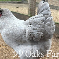 Lavender Orpington - 99 Oaks Farm thumbnail