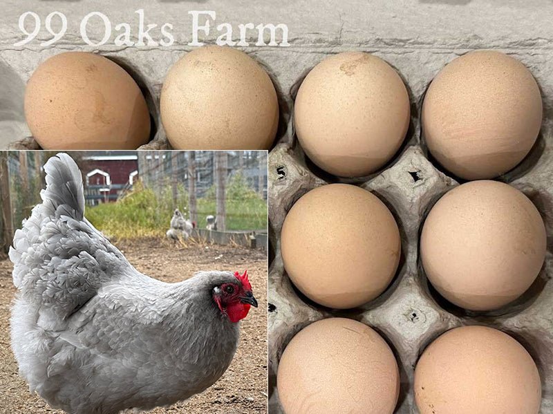 Lavender Orpington - 99 Oaks Farm