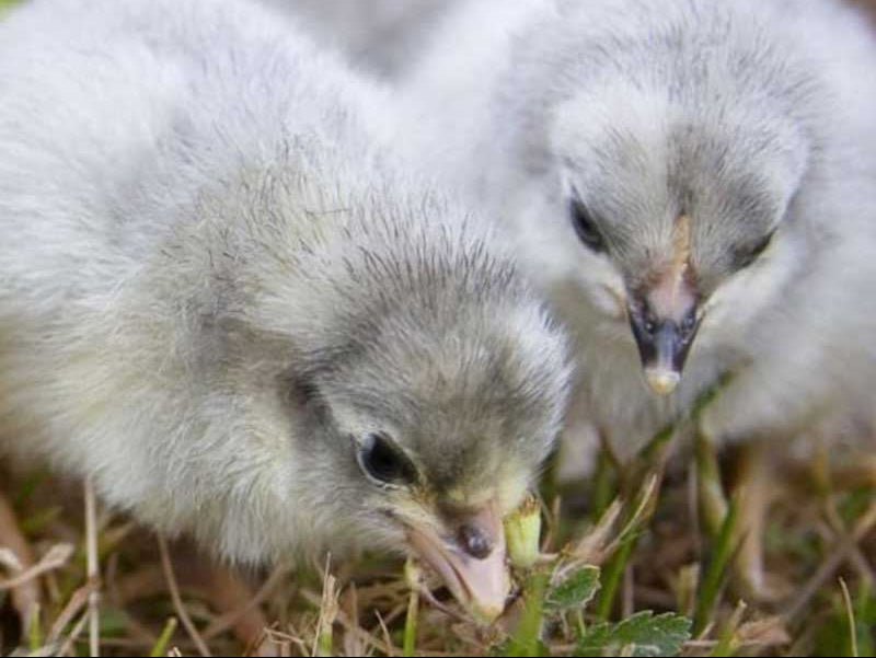 Lavender Orpington - 99 Oaks Farm