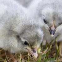Lavender Orpington - 99 Oaks Farm thumbnail