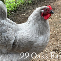 Lavender Orpington - 99 Oaks Farm thumbnail