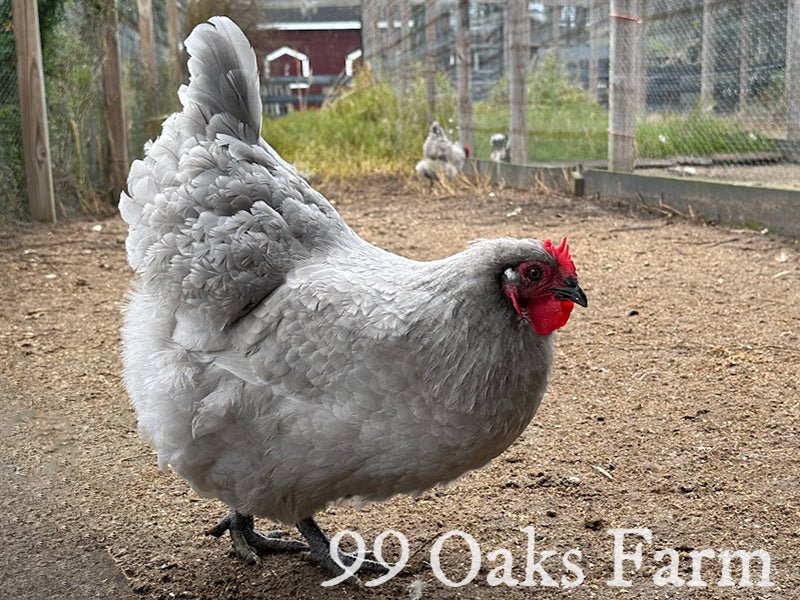 Lavender Orpington - 99 Oaks Farm