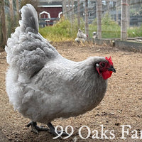 Lavender Orpington - 99 Oaks Farm thumbnail