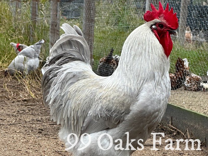 Lavender Orpington - 99 Oaks Farm