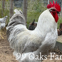 Lavender Orpington - 99 Oaks Farm thumbnail