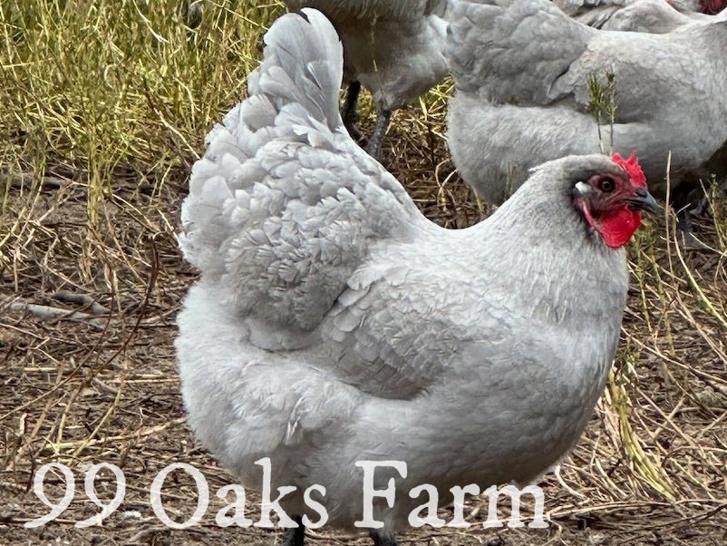 Lavender Orpington - 99 Oaks Farm