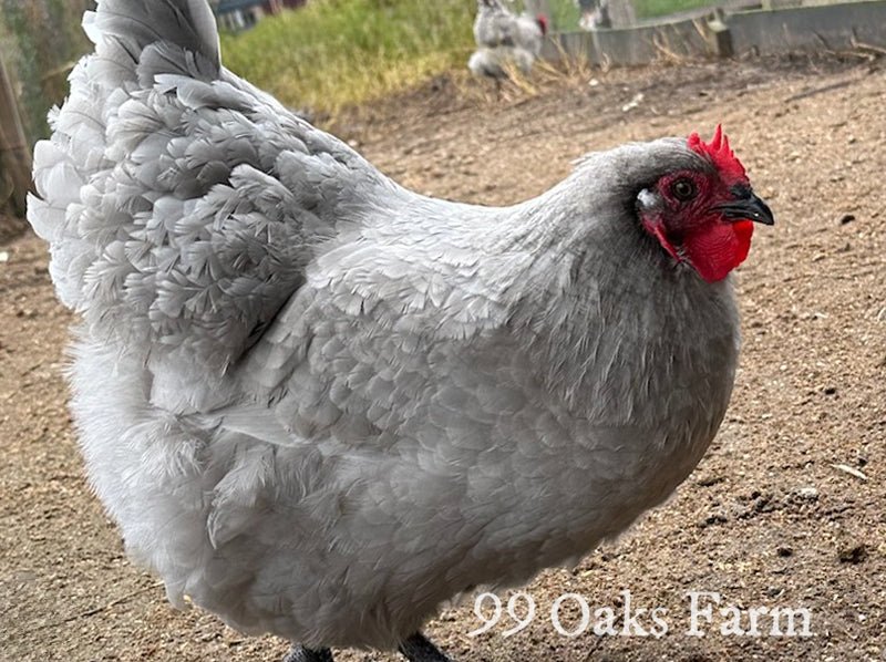Lavender Orpington - 99 Oaks Farm