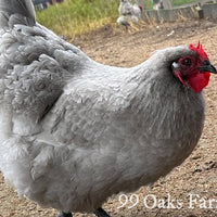 Lavender Orpington - 99 Oaks Farm thumbnail
