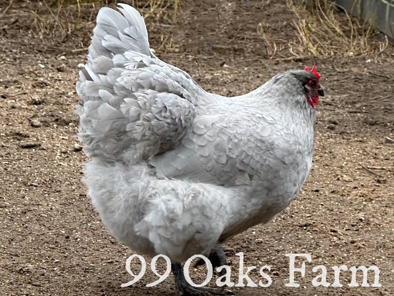 Lavender Orpington - 99 Oaks Farm