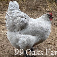 Lavender Orpington - 99 Oaks Farm thumbnail