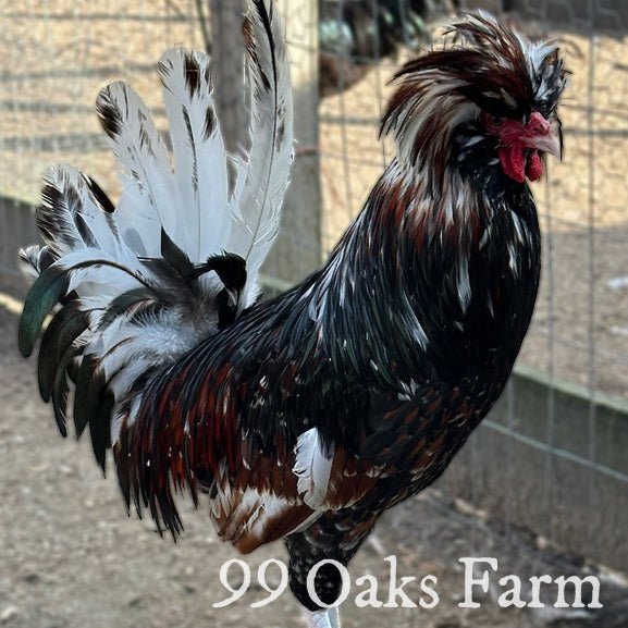 Tolbunt Polish - 99 Oaks Farm