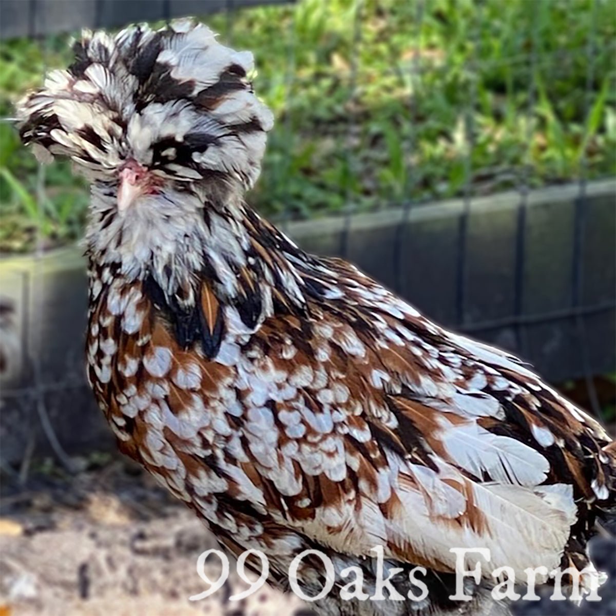 Tolbunt Polish - 99 Oaks Farm