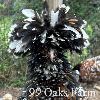 Tolbunt Polish - 99 Oaks Farm