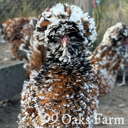 Tolbunt Polish - 99 Oaks Farm