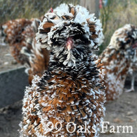 Tolbunt Polish - 99 Oaks Farm thumbnail