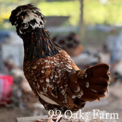 Tolbunt Polish - 99 Oaks Farm
