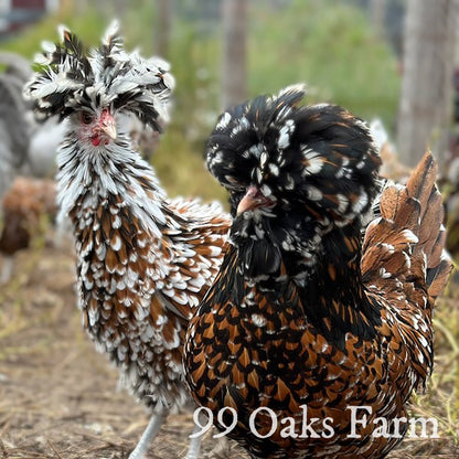Tolbunt Polish - 99 Oaks Farm