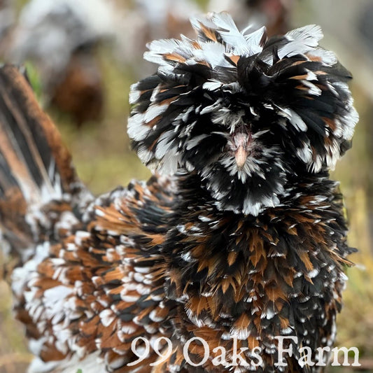 Tolbunt Polish - 99 Oaks Farm