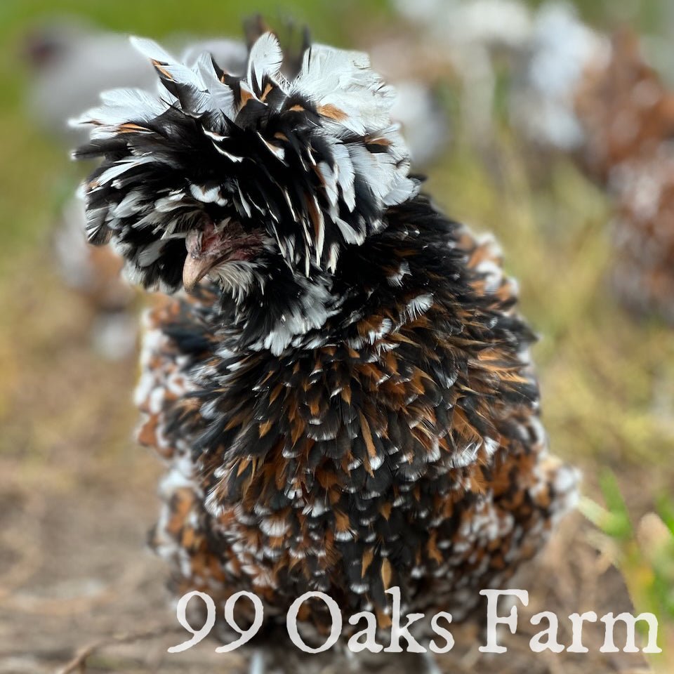 Tolbunt Polish - 99 Oaks Farm