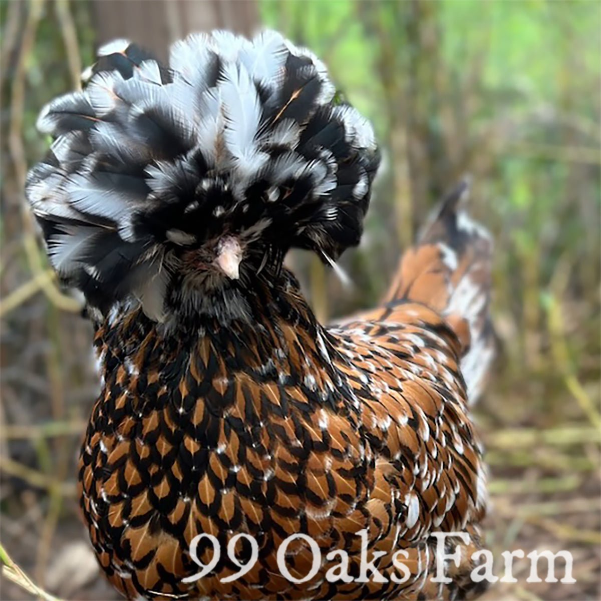 Tolbunt Polish - 99 Oaks Farm