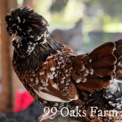 Tolbunt Polish - 99 Oaks Farm