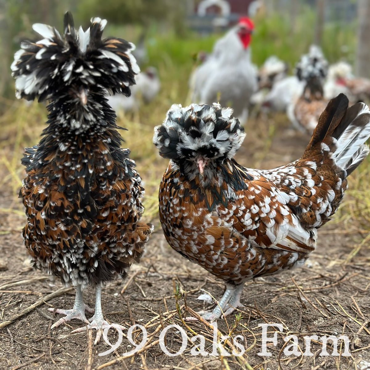 Tolbunt Polish - 99 Oaks Farm