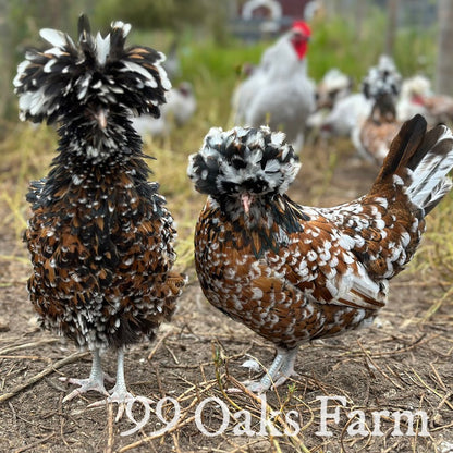 Tolbunt Polish - 99 Oaks Farm