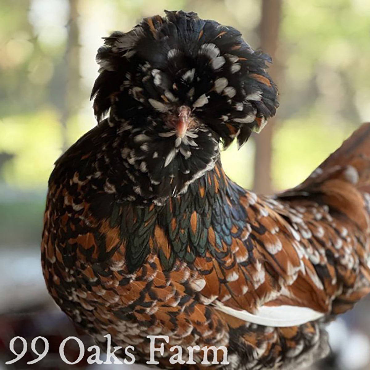Tolbunt Polish - 99 Oaks Farm