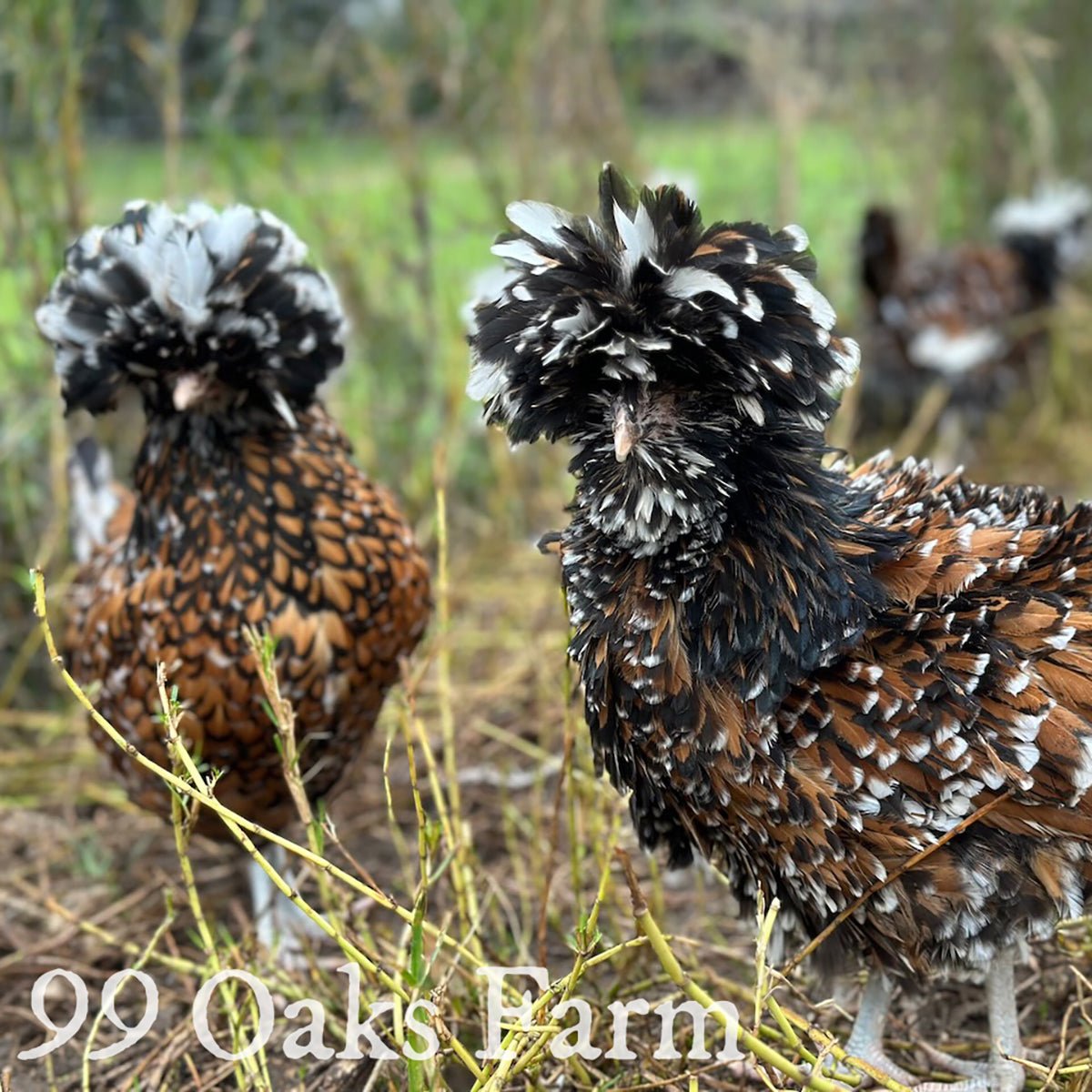 Tolbunt Polish - 99 Oaks Farm