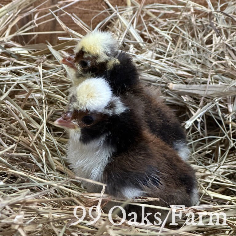 Tolbunt Polish - 99 Oaks Farm
