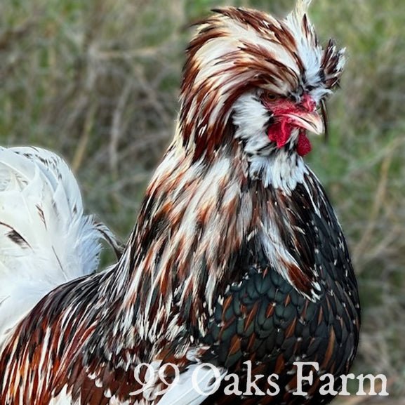 Tolbunt Polish - 99 Oaks Farm