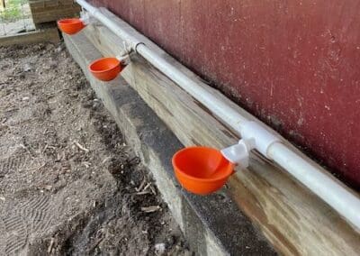 Automatic Chicken Watering System