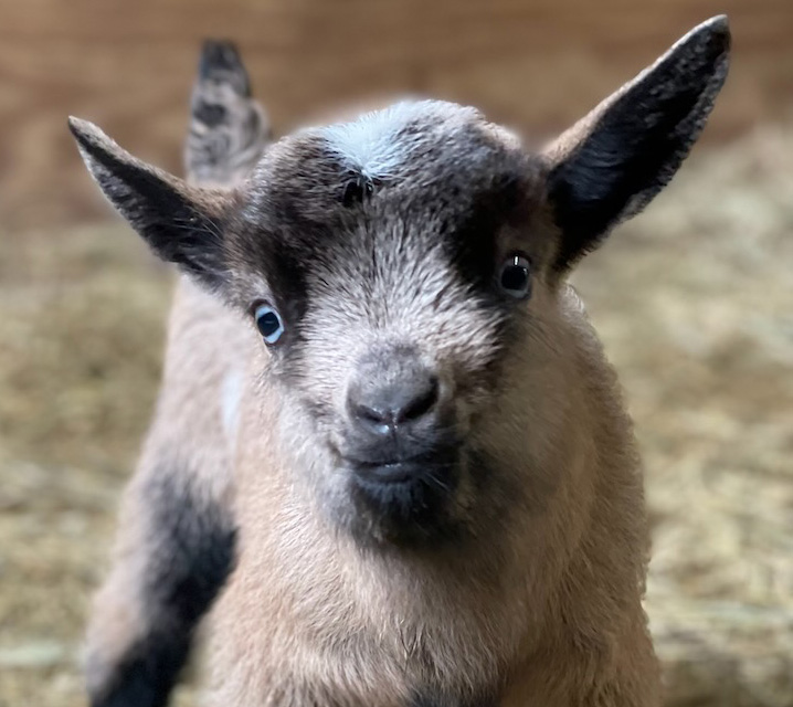 Cute Nigerian Dwarf Goat Kid