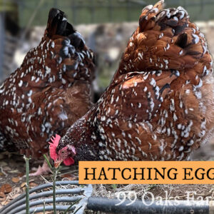 Jubilee Orpington Hatching Eggs