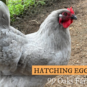 Lavender Orpington Hatching Eggs