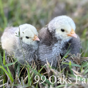 Silver Laced Orpington Chicks