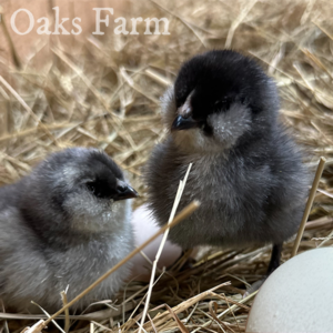 Blue Ameraucana chicks on a hay bale